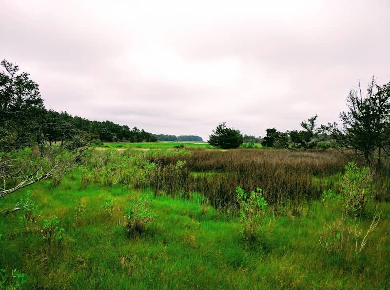 Brownsville Preserve - Image 1