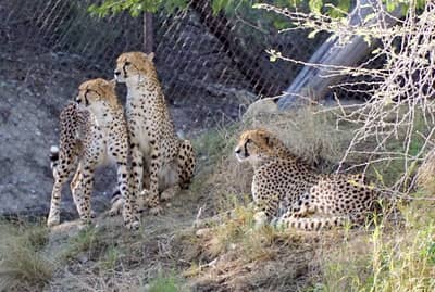 The Living Desert Zoo and Gardens - Image 3