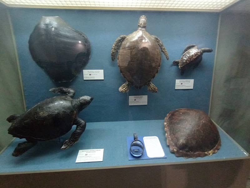 Museo Civico di Storia Naturale - Comiso - Image 1