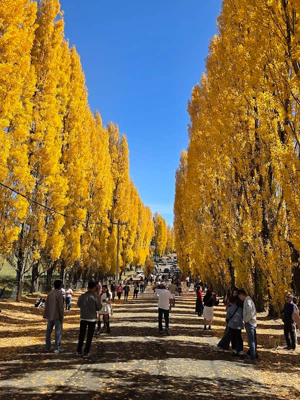 Golden Poplars - Image 1