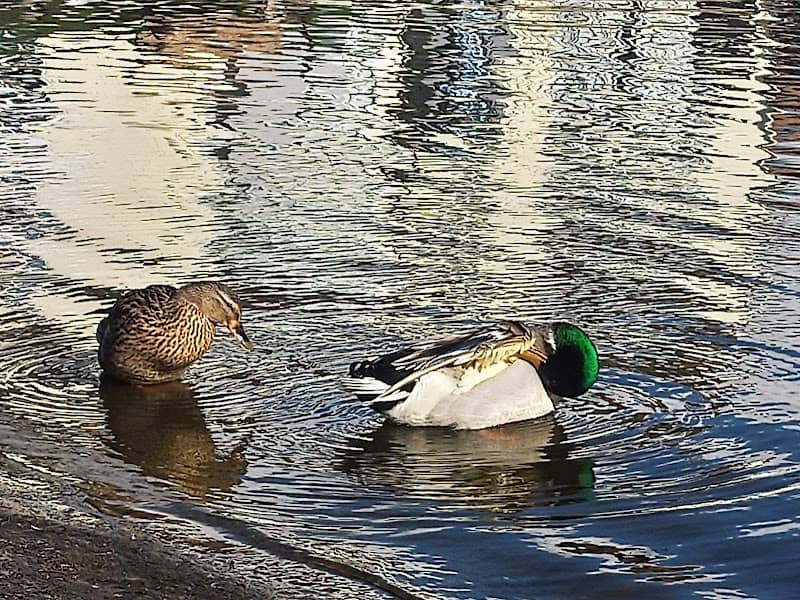 Norton Duck Pond - Image 2
