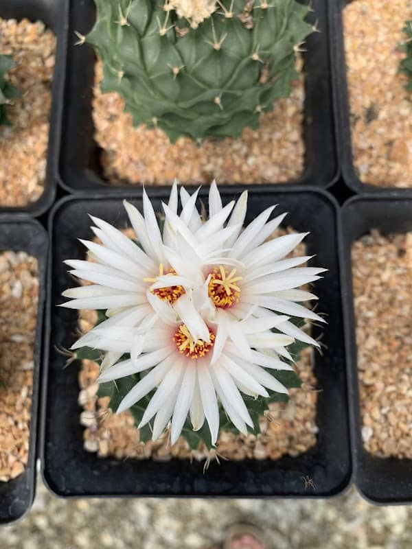 Cactus by Arisa สวนแคคตัสอริสา ศรีราชา ชลบุรี - Image 2