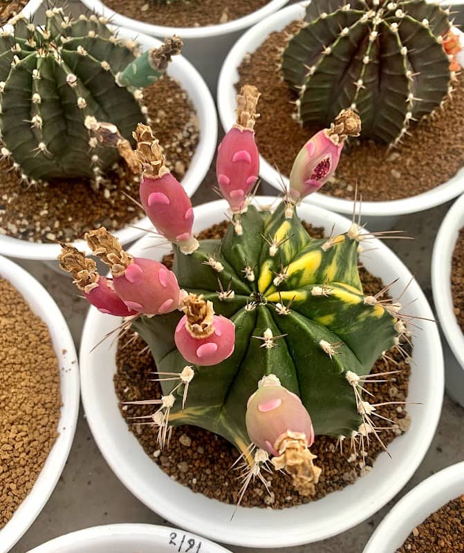 Cactus by Arisa สวนแคคตัสอริสา ศรีราชา ชลบุรี - Image 1