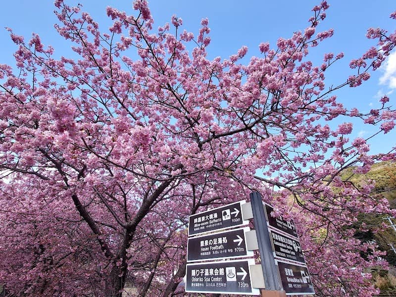 境川の河津桜 - Image 2