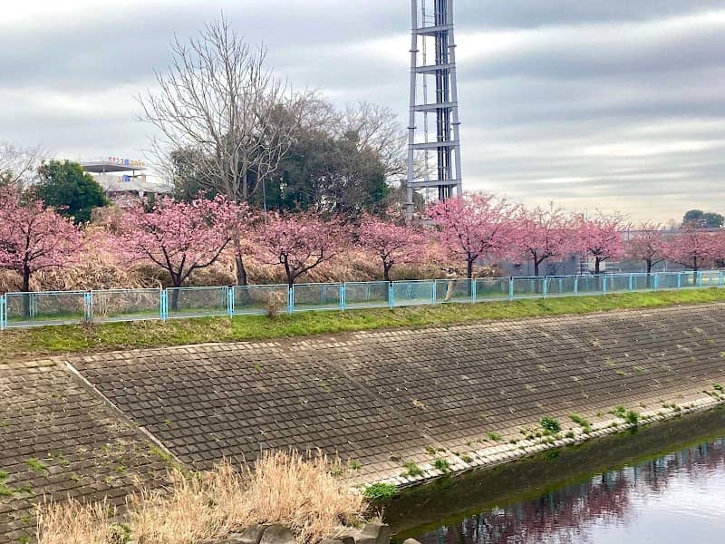 境川の河津桜 - Image 1