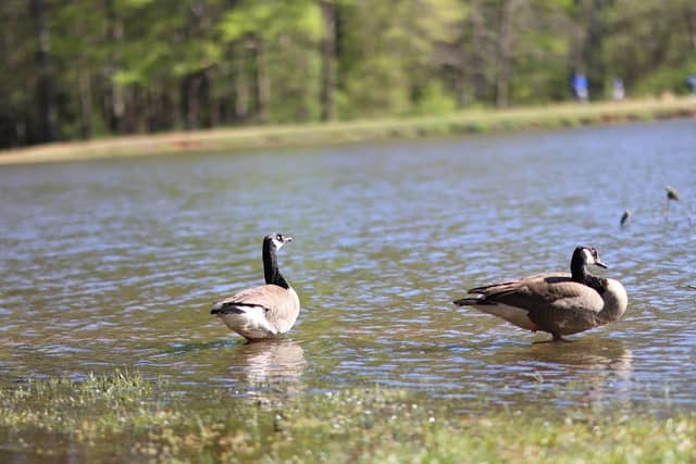 Mathews Park - Image 2