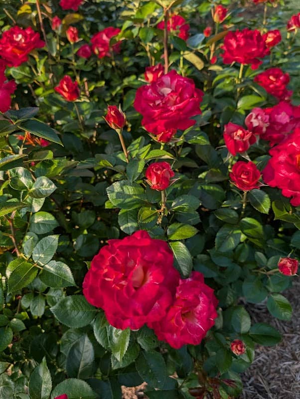 Rose Garden and Carillon - Image 1