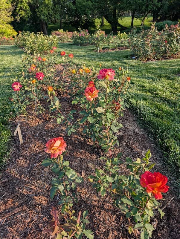 Rose Garden and Carillon - Image 2