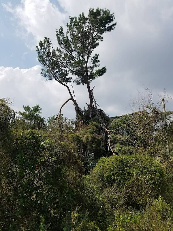 Crystal Lake Sand Pine Scrub - Image 2