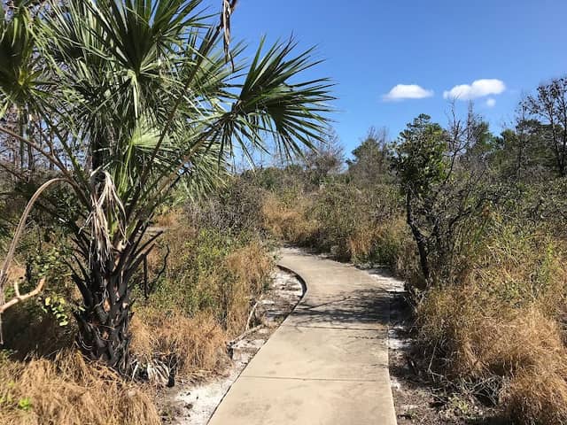 Crystal Lake Sand Pine Scrub - Image 2