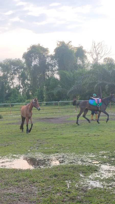 Wisata Berkuda Cinta PB Ranch Stable - Image 1