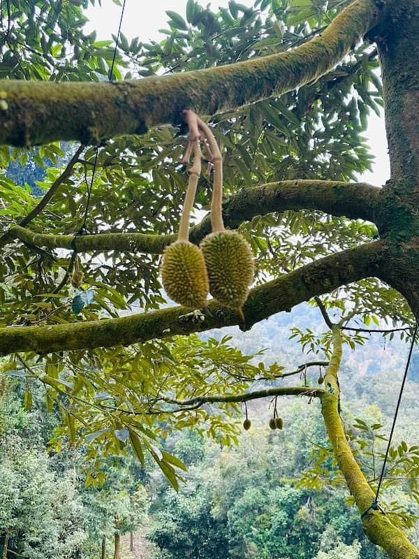 สวนทุเรียน-เจริญสุข - Image 2