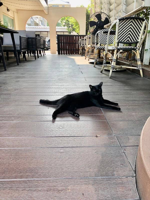 คนสวย The Beautiful Cat - Image 1