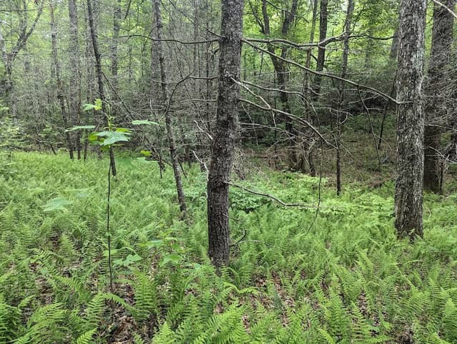Pink Beds Trail Loop - Image 3