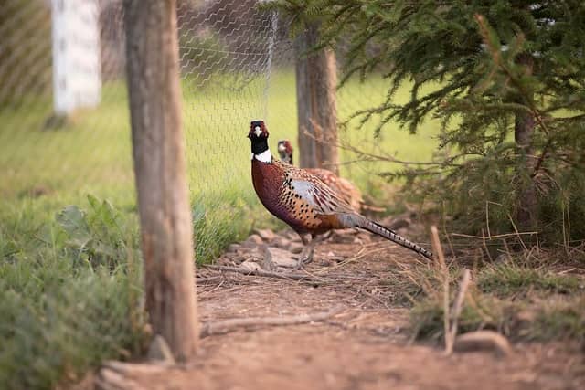 Ringneck Ridge Game Farms - Image 1