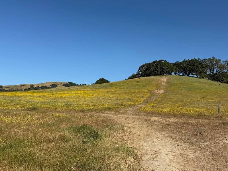 Mt. Burdell Open Space Preserve - Image 1