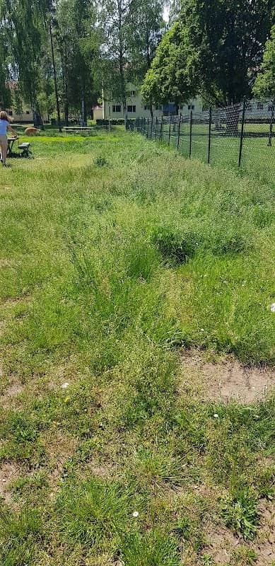 Dog Park - Image 1