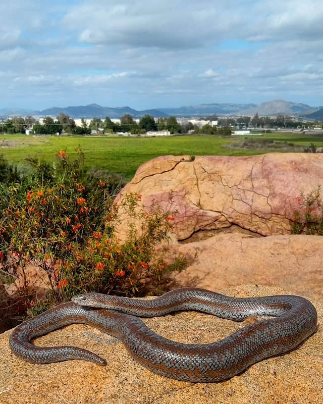Pepita Square, Valley-Wide Recreation and Park District - Image 2