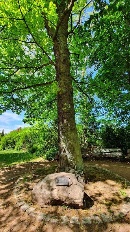 Alte Eiche - Image 3