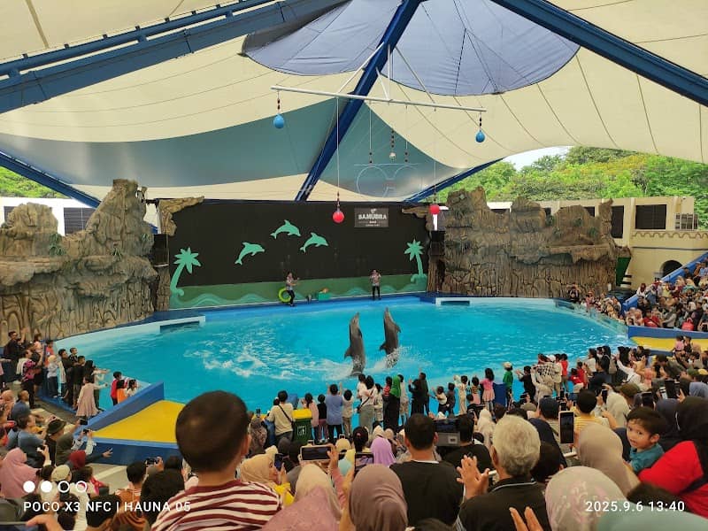 Dolphin show - Image 1
