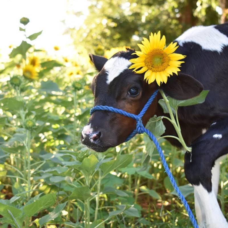 Big Sandy Creek Dairy - Image 1