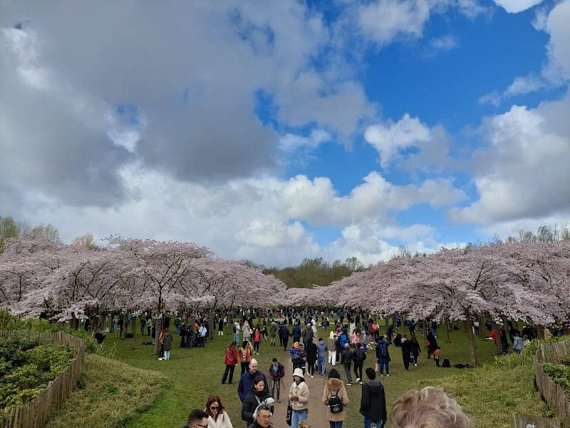 Cherry Blossom canal - Image 2