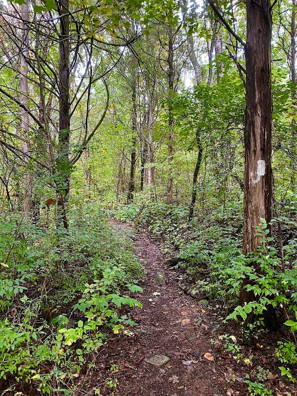 Johnson Ridge Small Wild Area - Image 1
