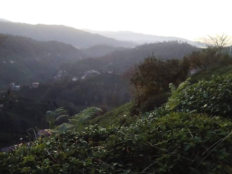 Cami - Image 1