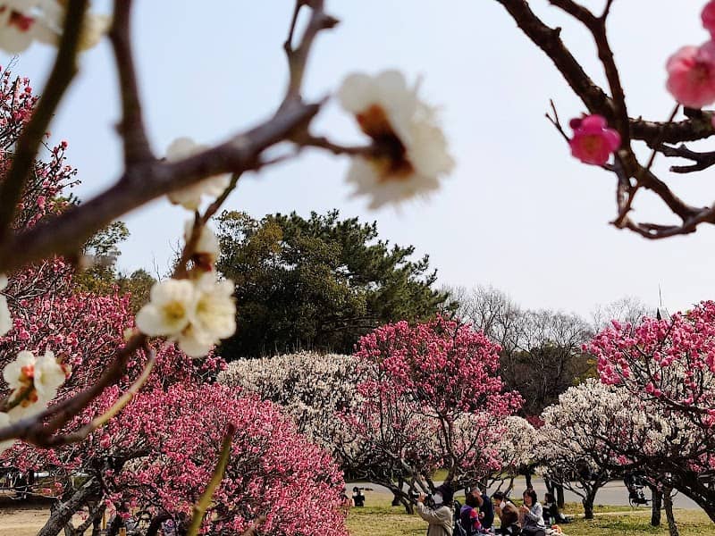 Hattori Ryokuchi Park - Image 2