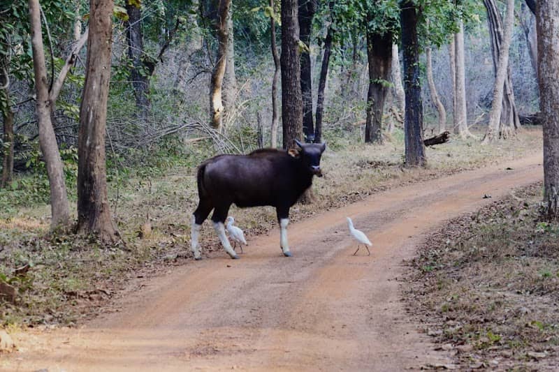 Mamla Safari Gate - TATR - Image 1