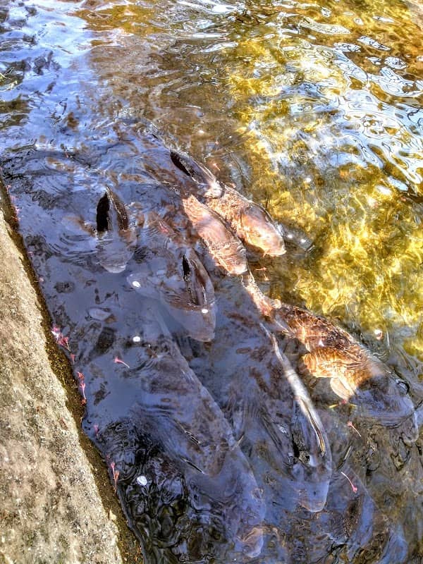Senbonzakura along Hikichigawa - Image 2