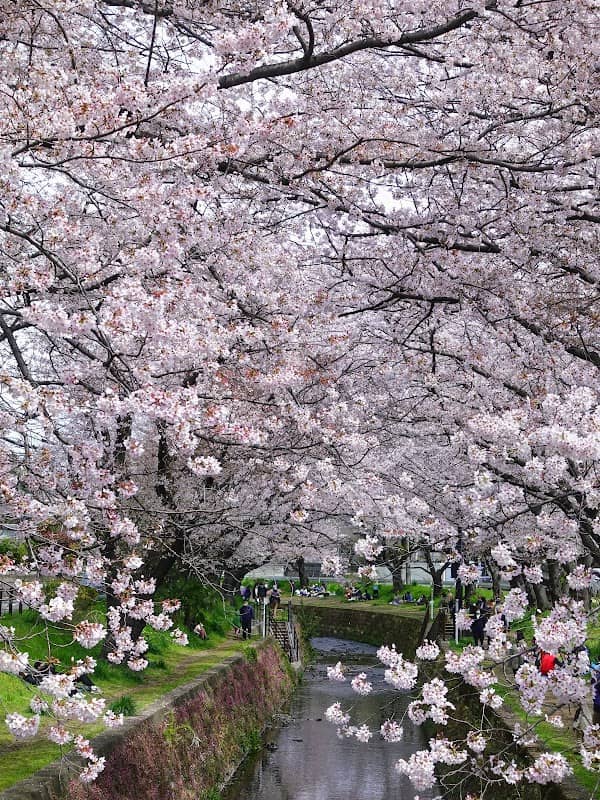 Senbonzakura along Hikichigawa - Image 3