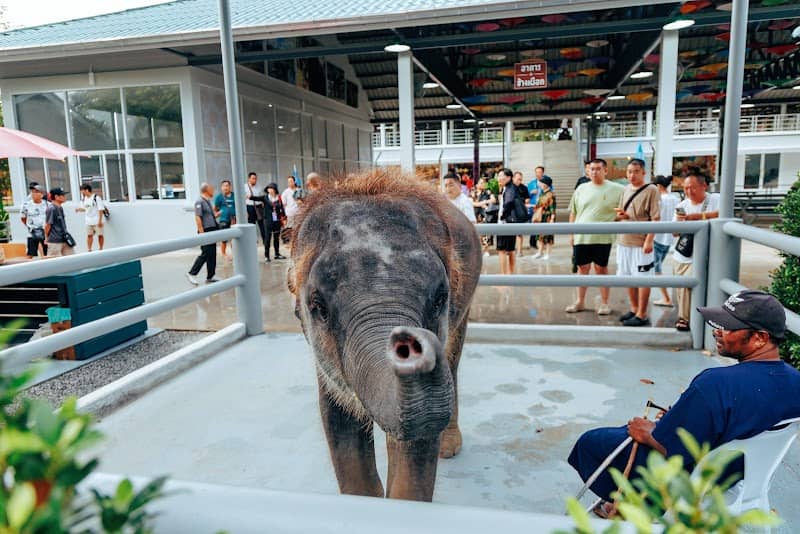 บ้านช้างเชียงใหม่ (Banchang Chiang Mai) - Image 1
