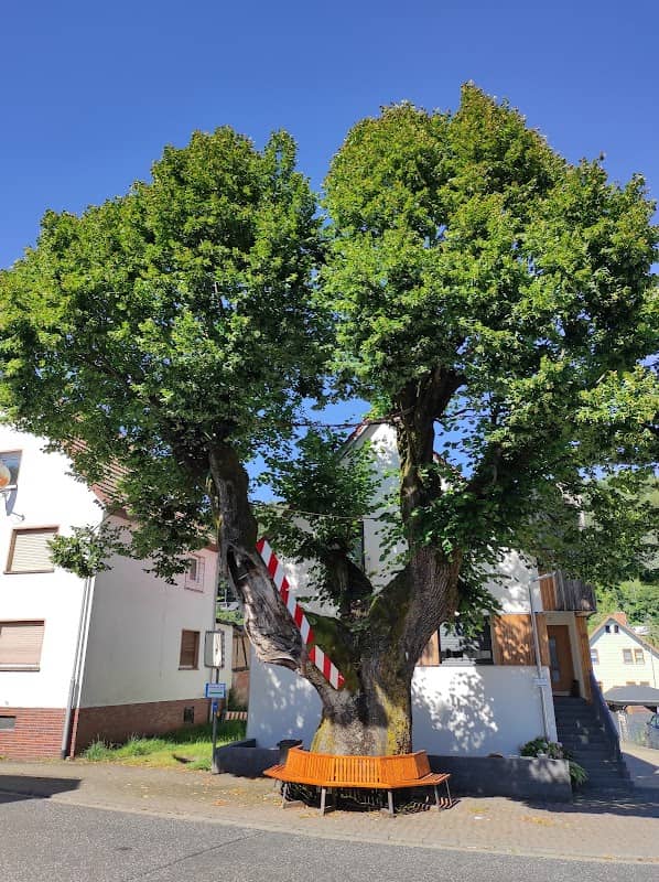 Dorflinde Kempfenbrunn - Image 1