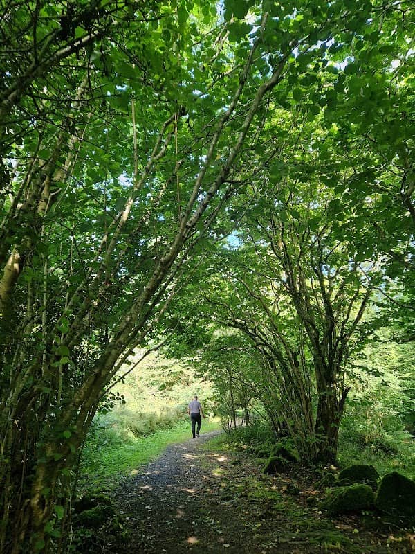 Clements Wood, Larne - Image 1