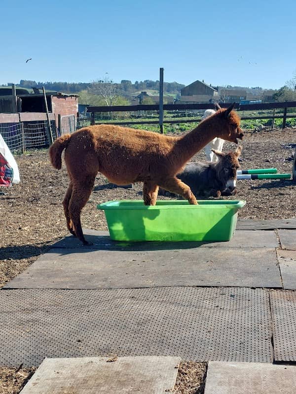 Huddersfield Horse & Donkey Rescue - Image 1