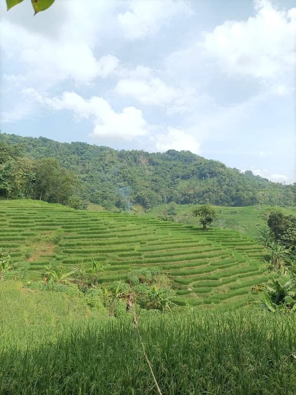 Ciranjeng pangurekan - Image 1