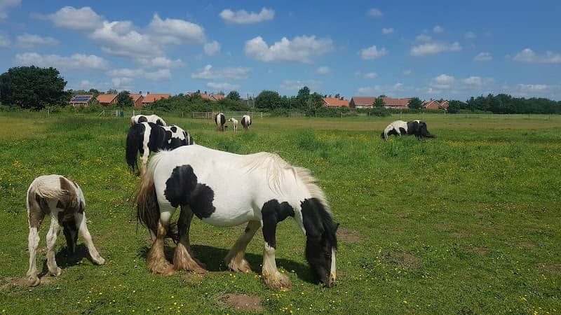 Bowthorpe Southern Park - Image 1