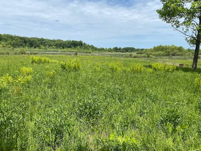 Springfield Fen Nature Preserve - Image 3