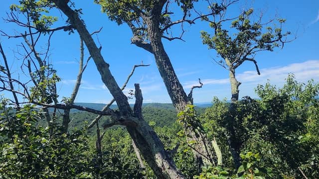 Buzzard Hill - Image 2