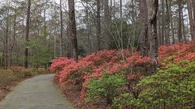 Callaway Brothers Azalea Bowl - Image 1