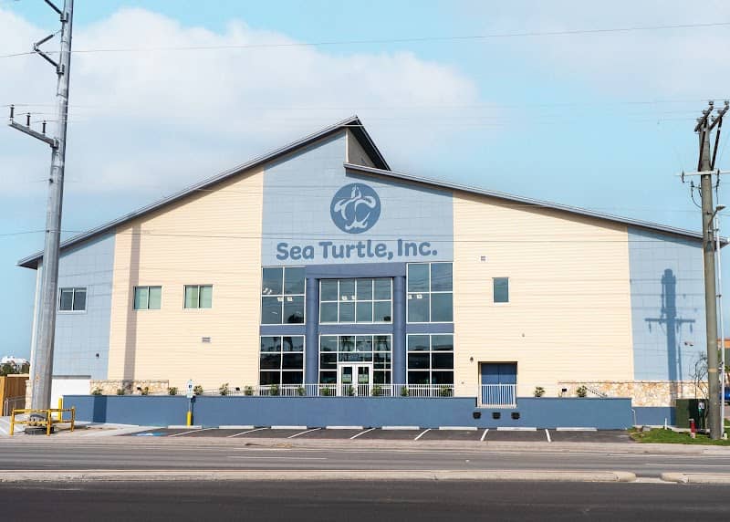 Sea Turtle, Inc. - Image 2