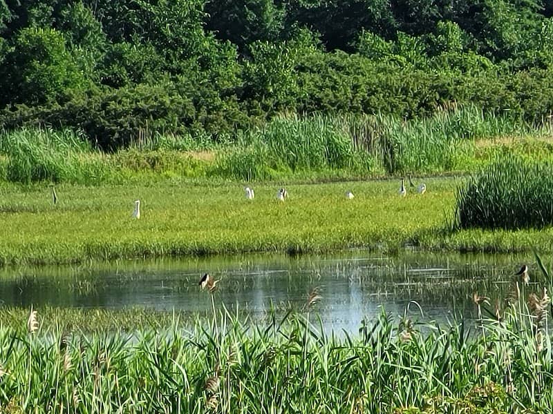 Donald Thompson Wetland - Image 1