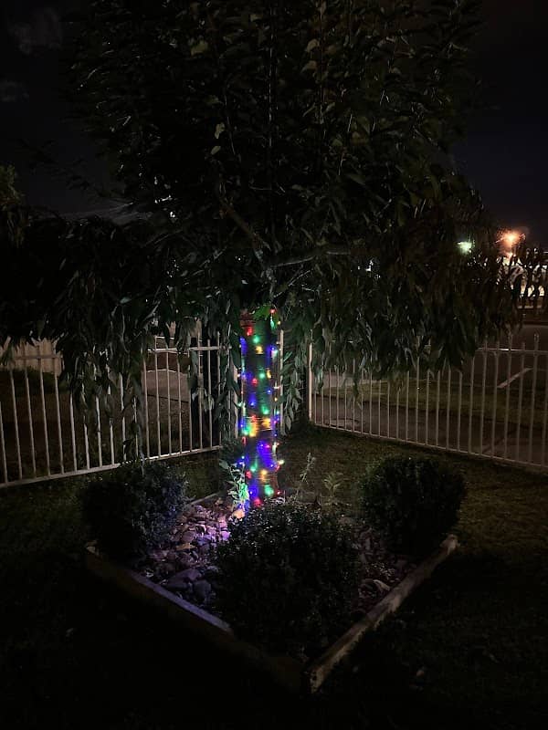 Wishtree - Image 1