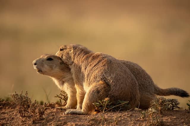 Prairie Dog Town - Image 1