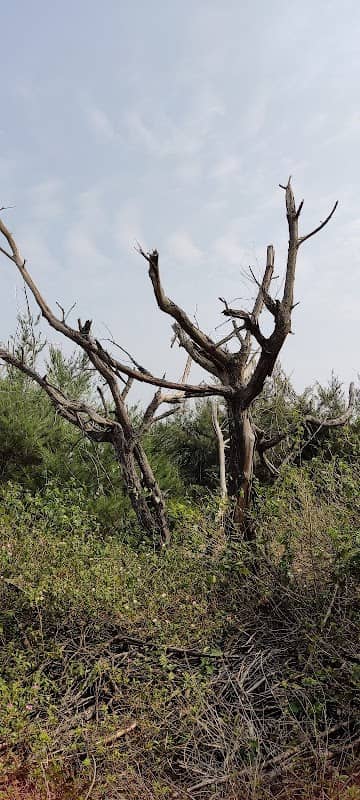 Tala Bania Picnic spot - Image 1
