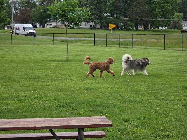 Mauston Dog Park - Image 1