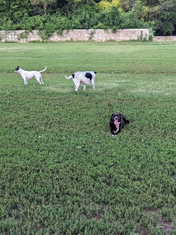 Dog park - Image 1