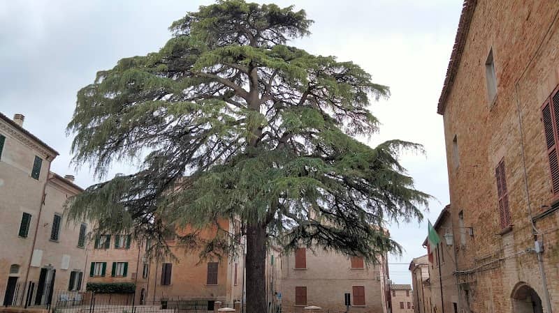 Cedro dell’Himalaya di Corinaldo - Image 1