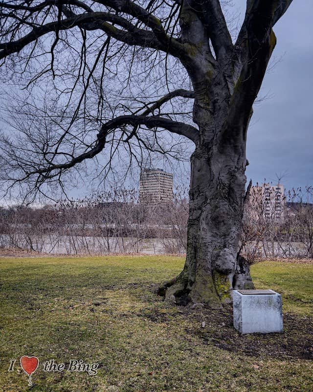 Francis L. Kattell - Copper Leaf Beech Tree Memorial - Image 2